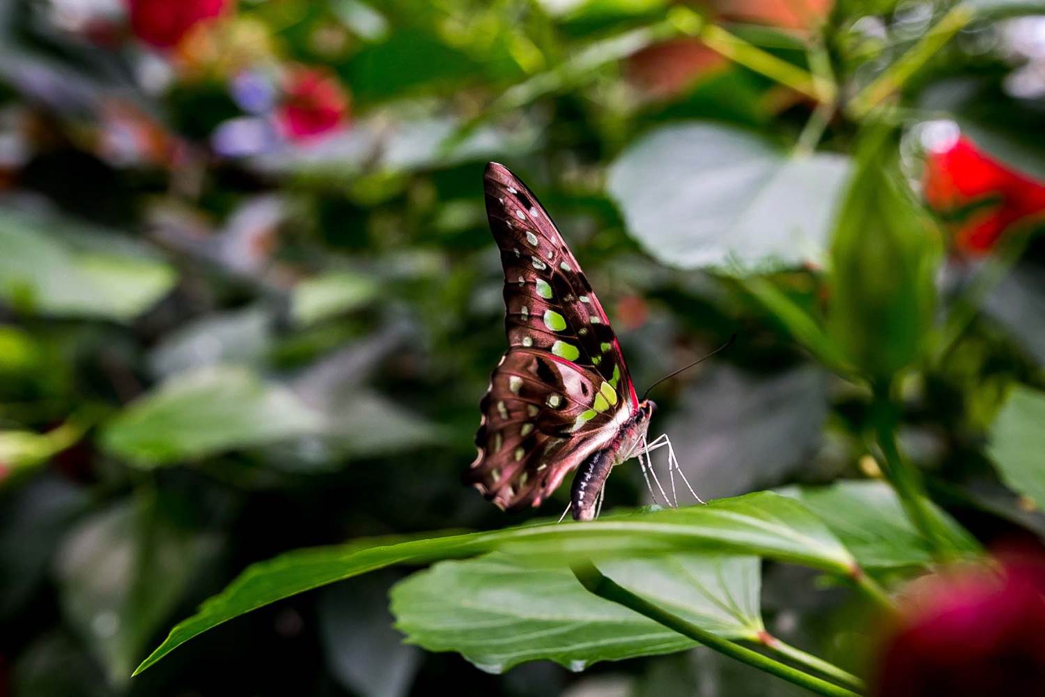 jardin-aux-papillons-morbihan-bretagne-sud-40 © Meero