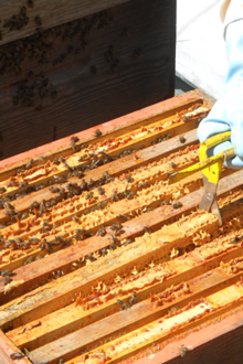 Fête des abeilles et des animaux de la ferme à l'Ecomusée du Pays d'Auray